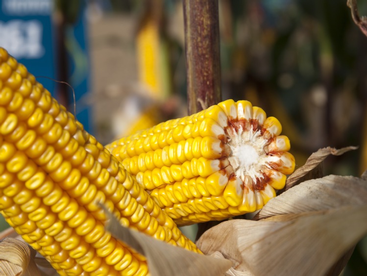 Gigantyczny spadek eksportu kukurydzy z USA do Chin